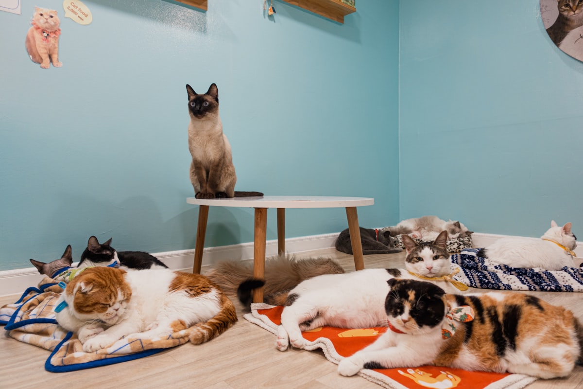 猫たちがくつろぐ店内風景